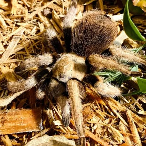 15151 arizona blonde tarantula health