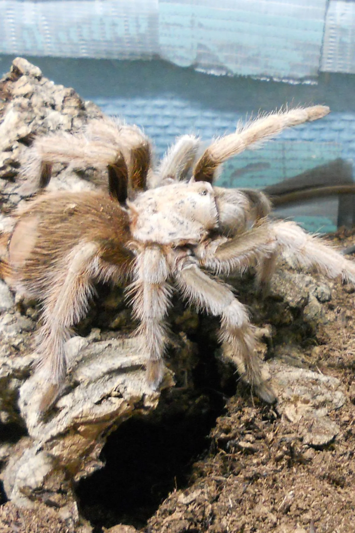 15151 arizona blonde tarantula overview