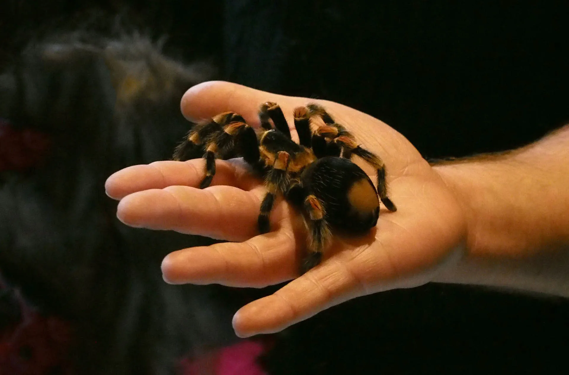 /img/15152-tarantula-habitat-place.webp