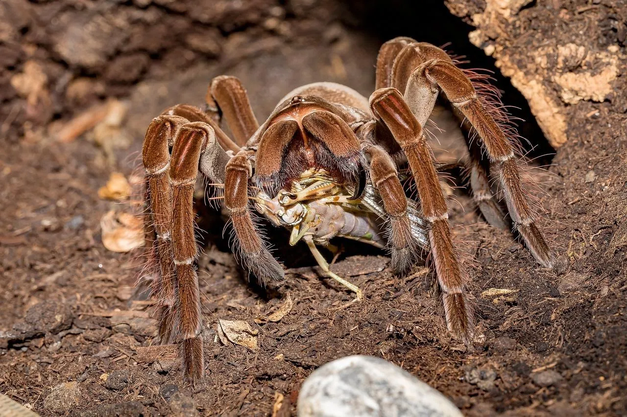 /img/15154-healthy-tarantula.webp