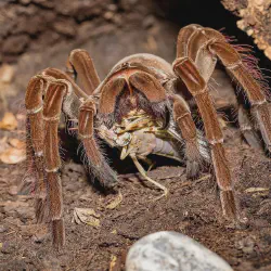 /img/15154-healthy-tarantula.webp