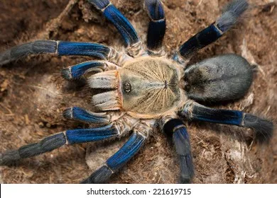 15155 cobalt blue tarantula eating