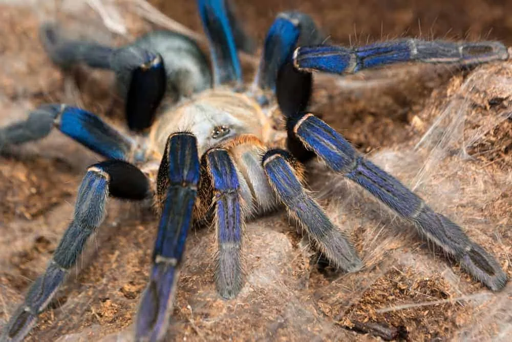15155 cobalt blue tarantula molting