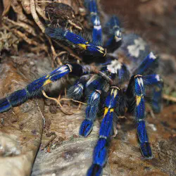 /img/15155-cobalt-blue-tarantula-size.webp