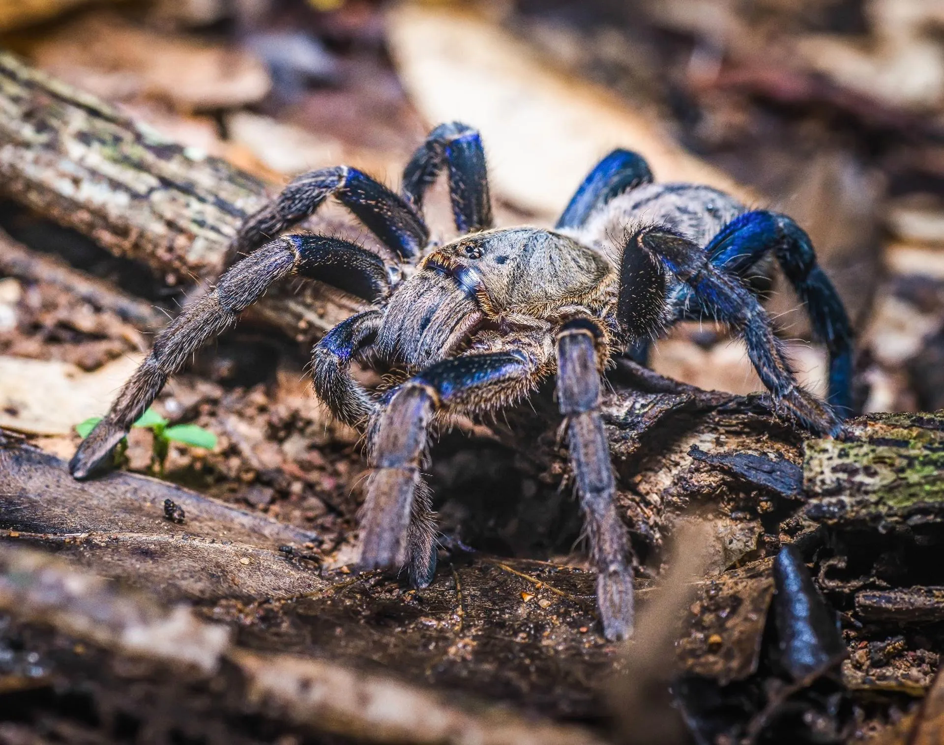 /img/15157-blue-tarantula-habitat.webp