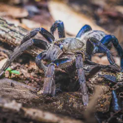/img/15157-blue-tarantula-habitat.webp