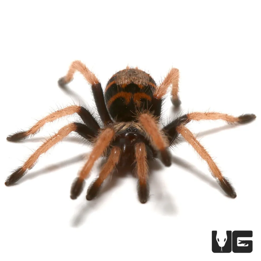 15157 blue tarantula market