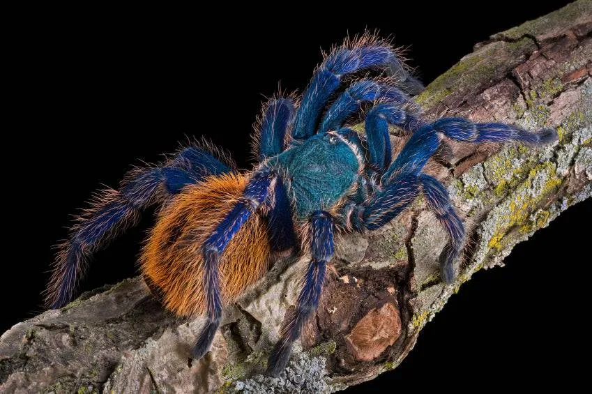 15157 blue tarantula size