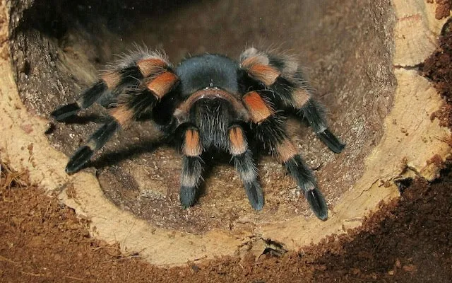 /img/15158-tarantula-pet.webp