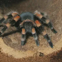 /img/15158-tarantula-pet.webp
