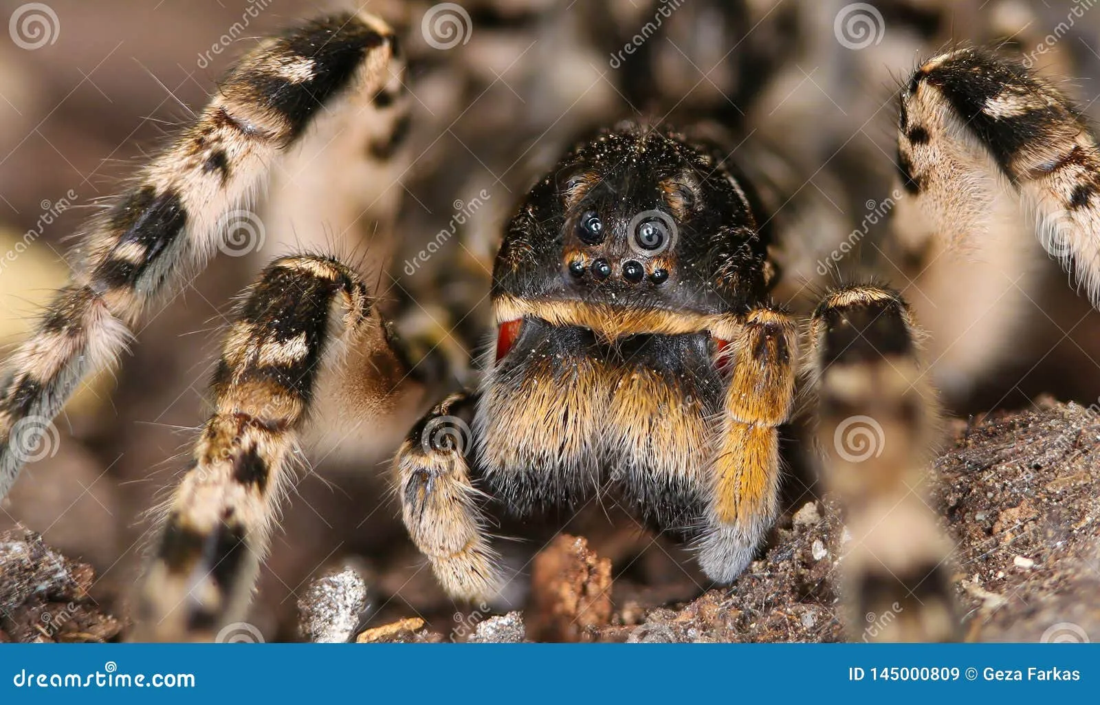 15158 tarantula physical characteristics