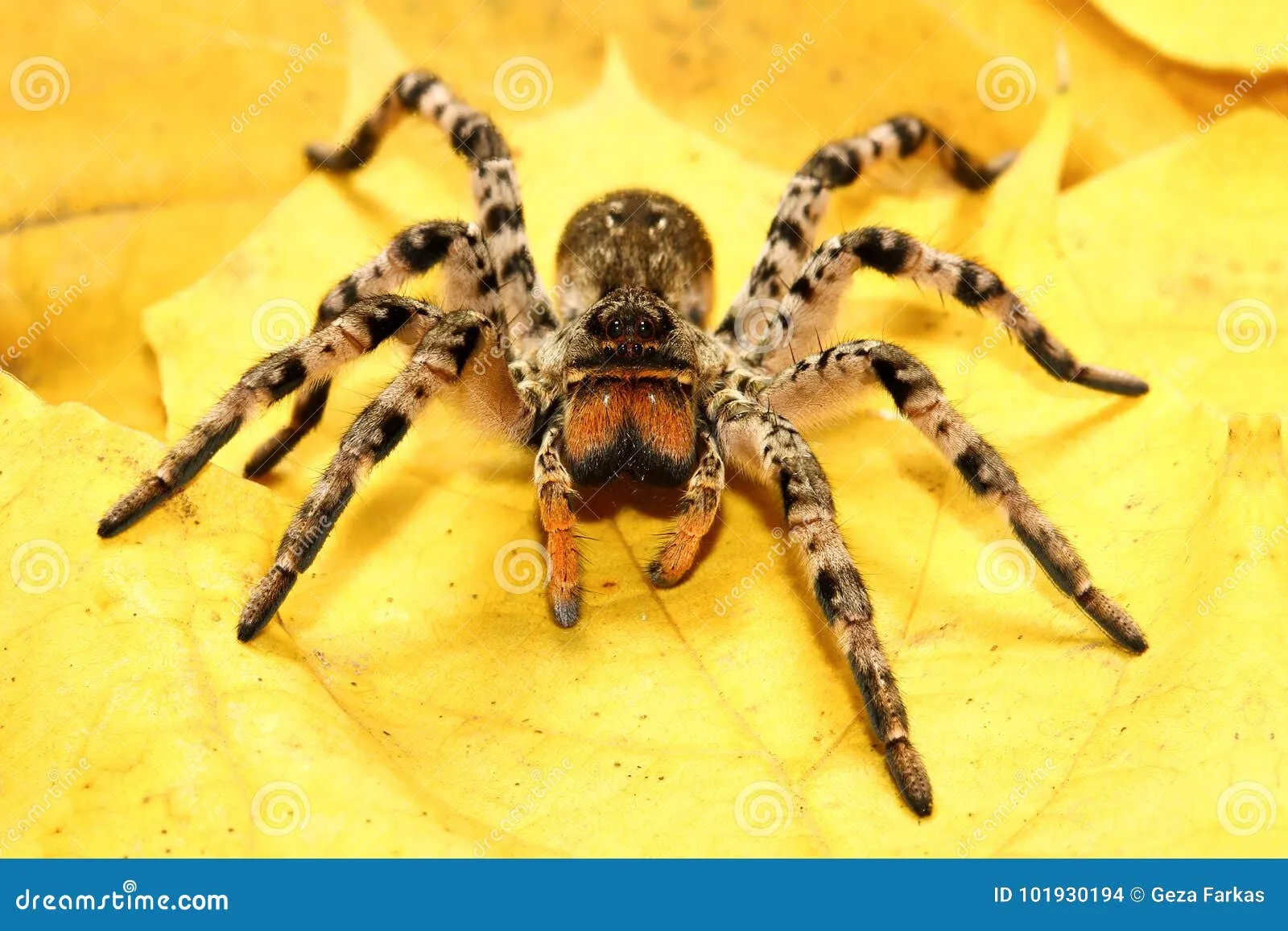 15158 tarantula venom