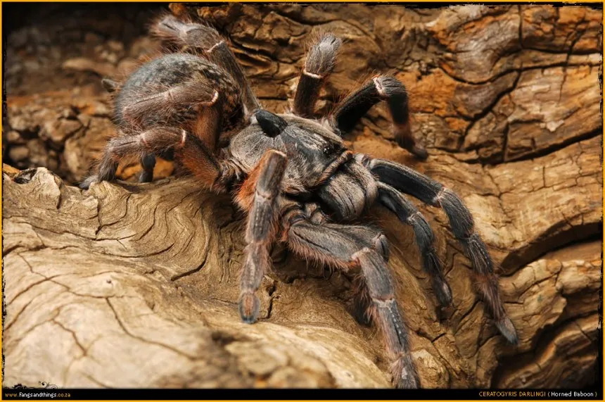15159 horned baboon tarantula feeding