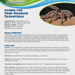 /img/15159-horned-baboon-tarantula-health.webp
