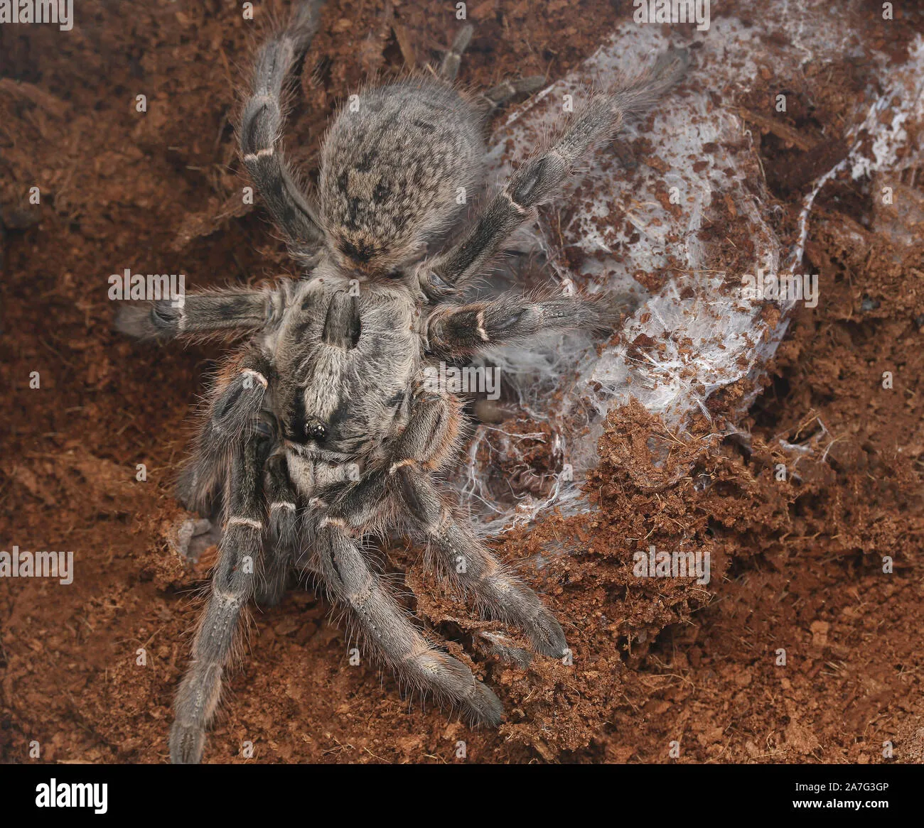 15159 horned baboon tarantula molting