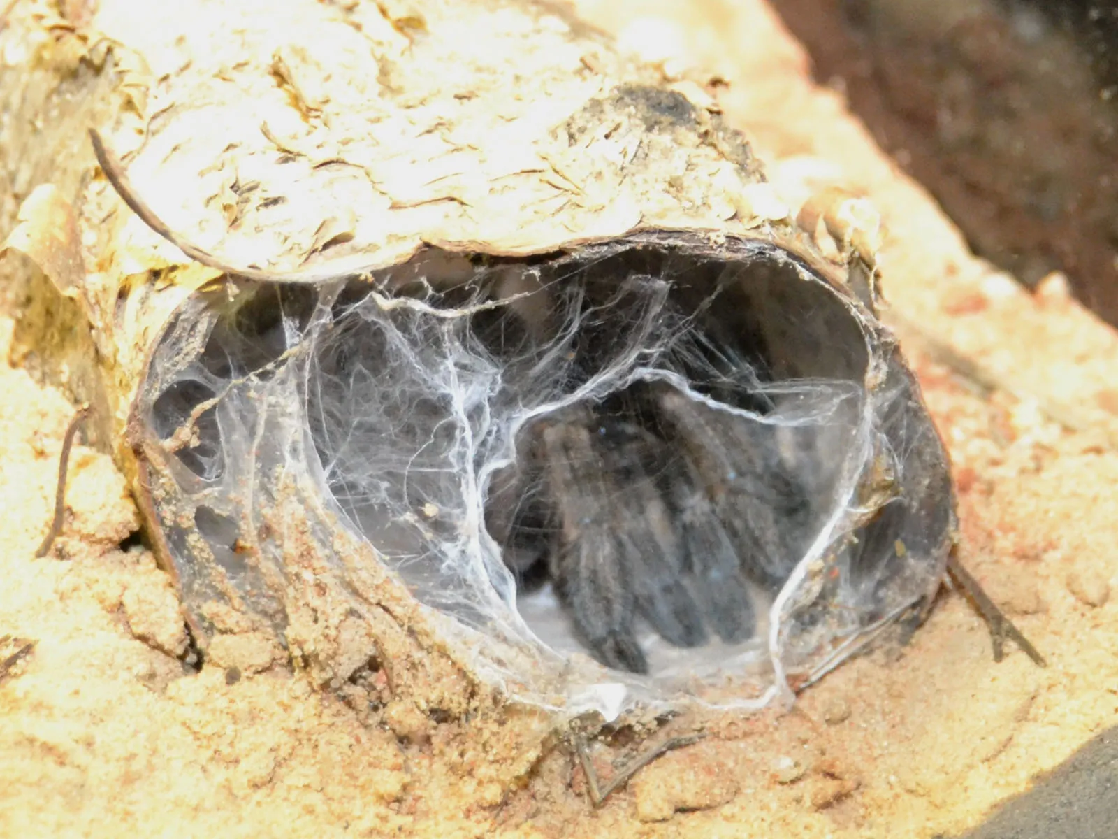 15159 horned baboon tarantula substrate