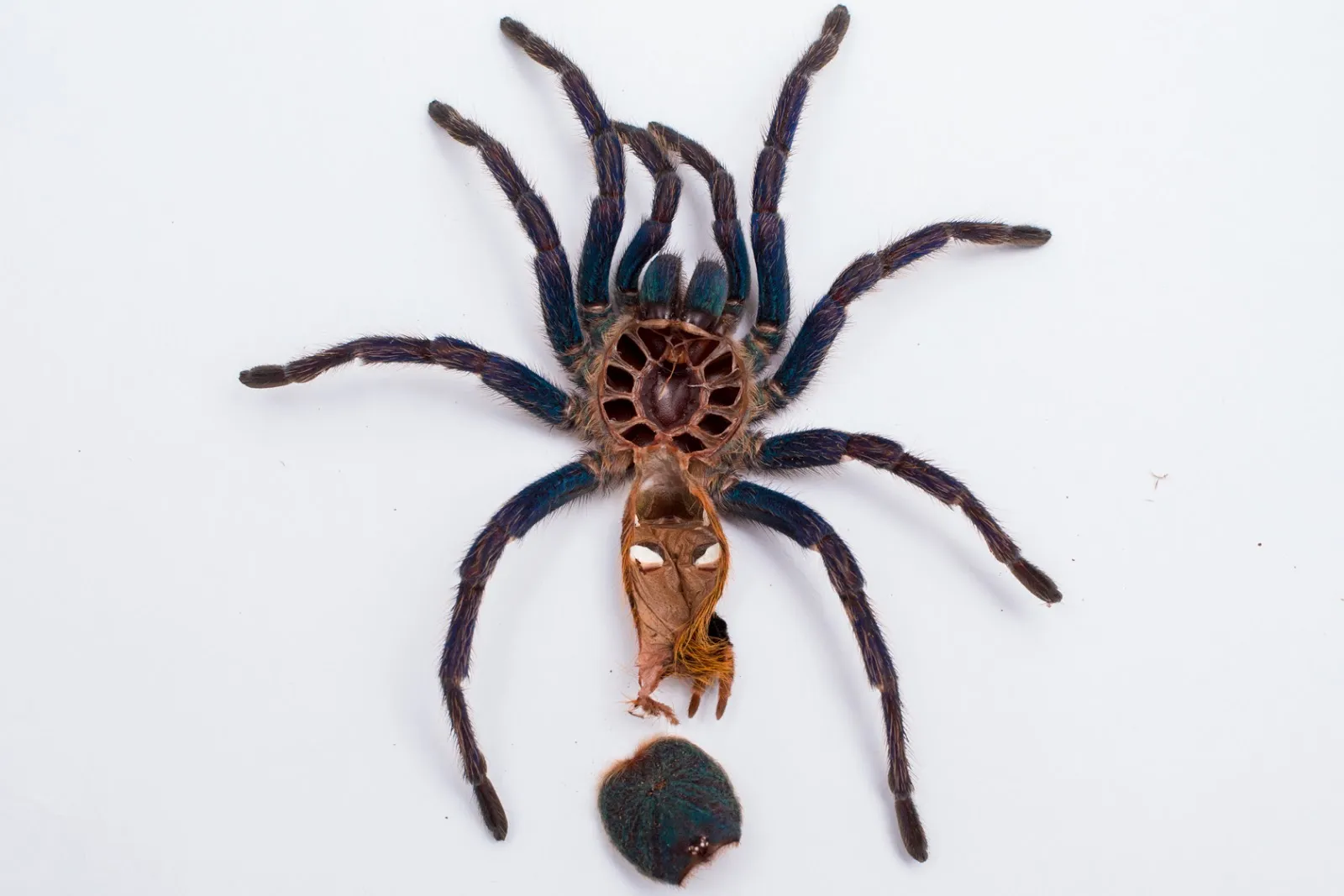 15161 tarantula health