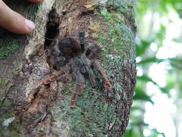 15163 jungle bob tarantula feeding