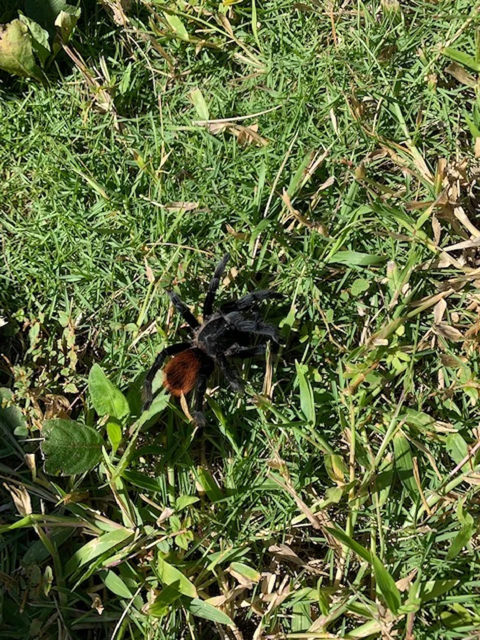 15163 jungle bob tarantula size