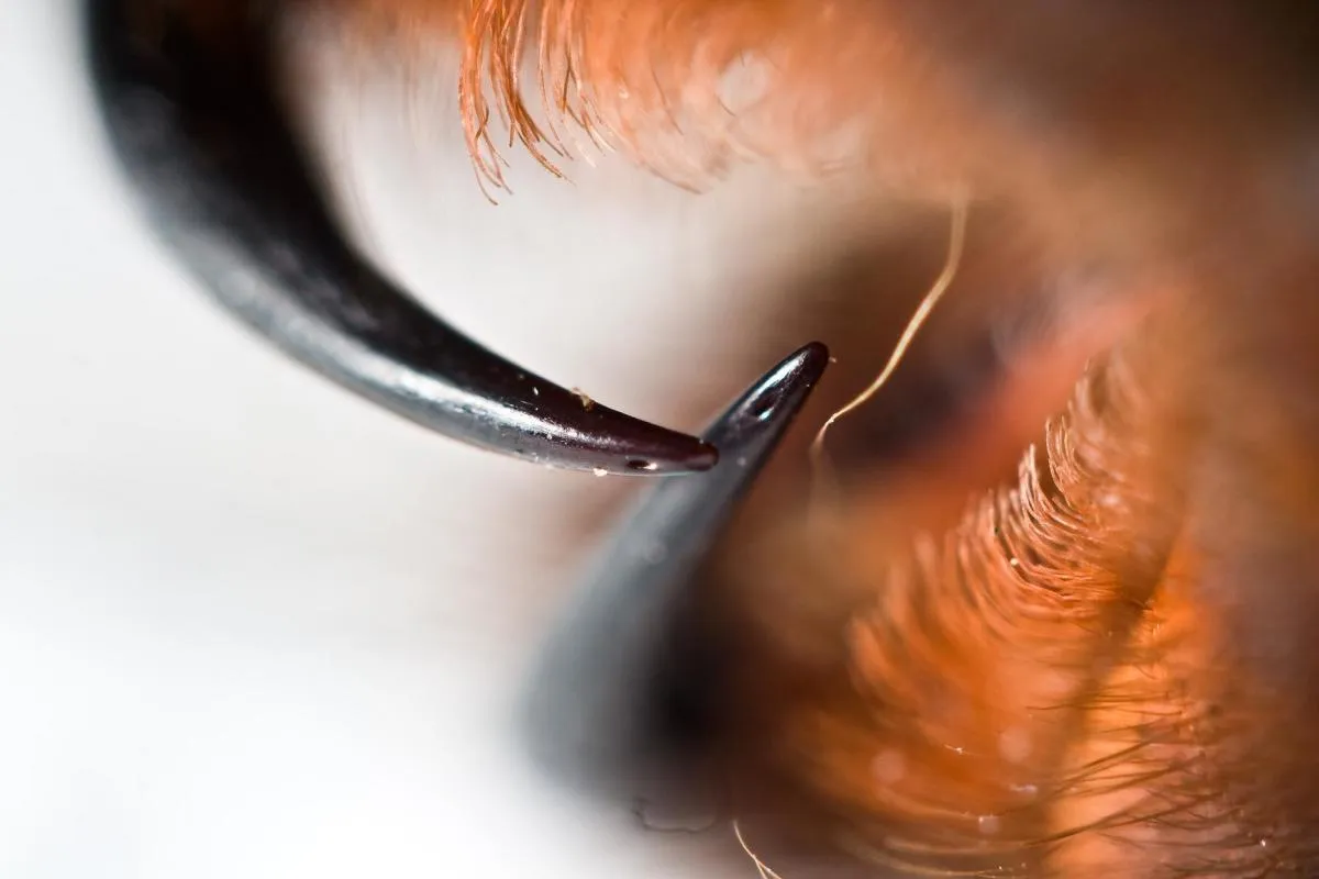 15164 bite inflammation