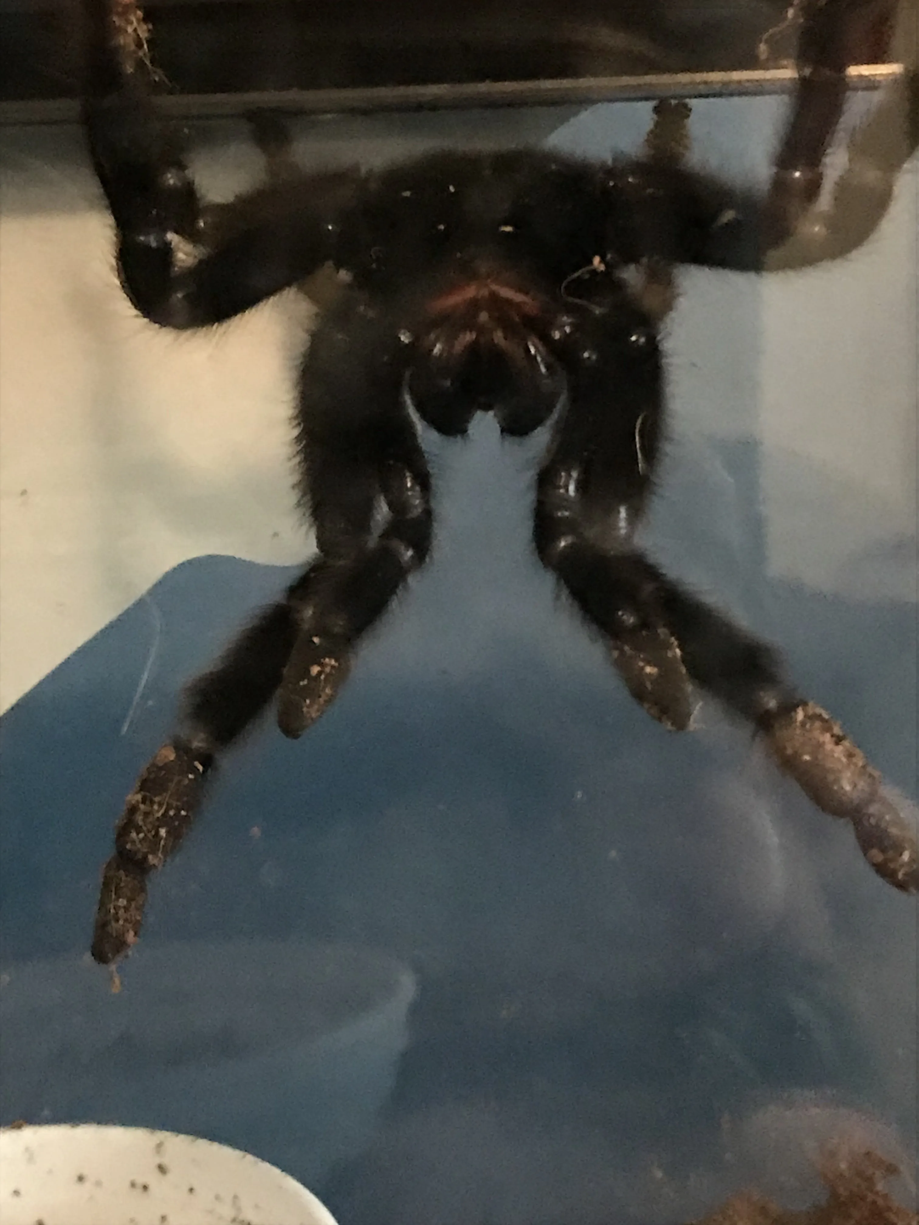 15164 tarantula bite closeup