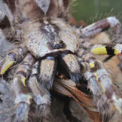 /img/15164-tarantula-habitat.webp