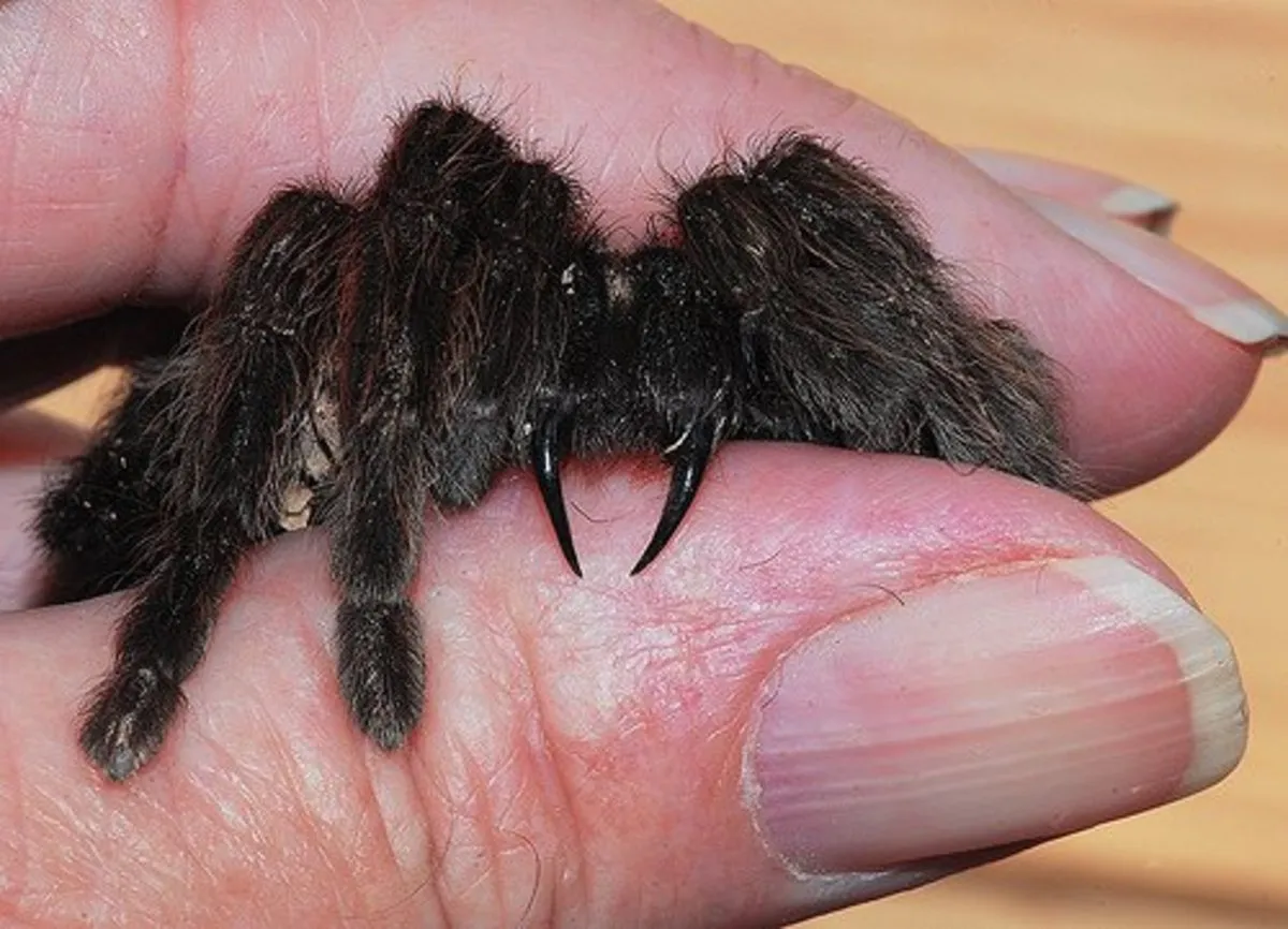15164 tarantula species