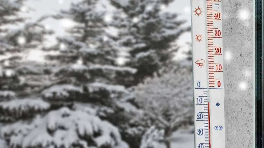 15165 healthy tarantula