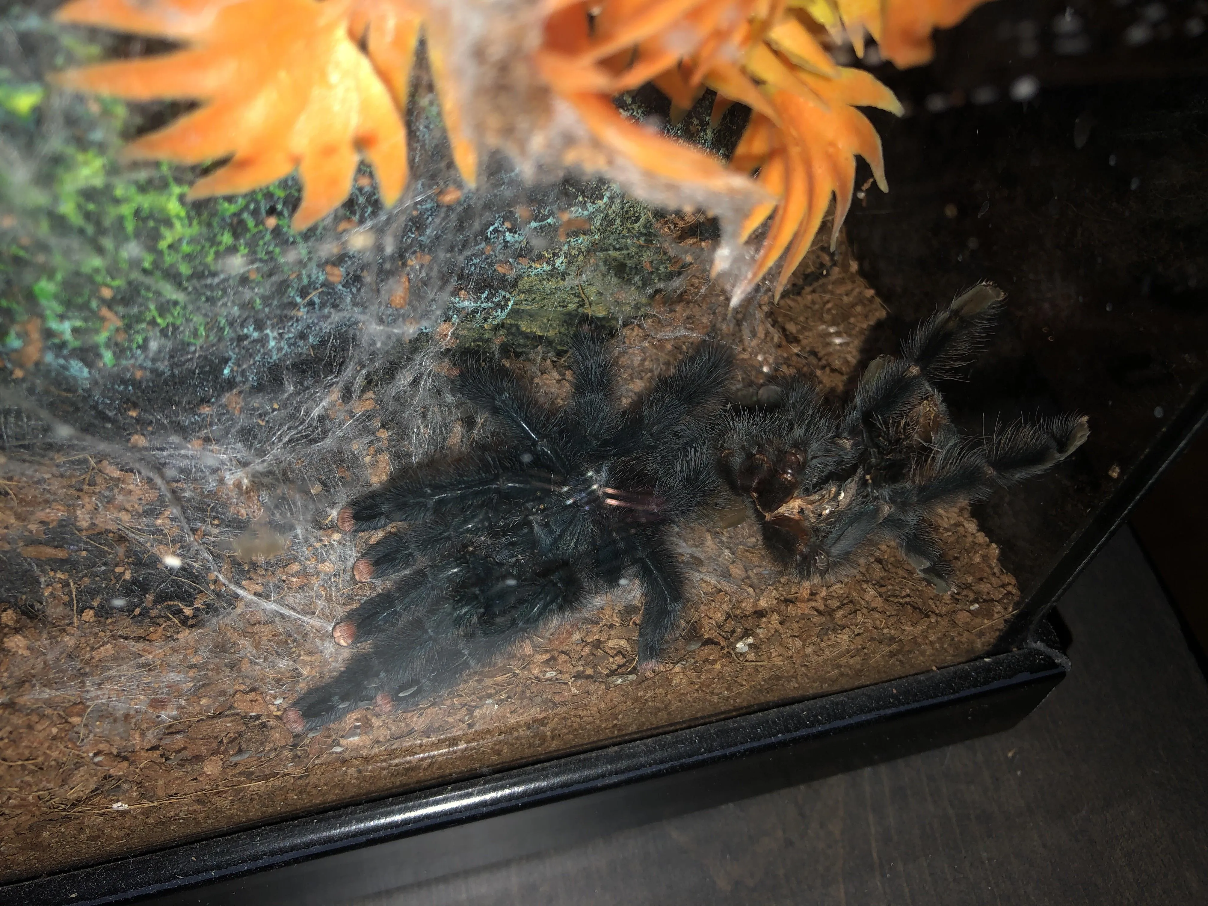 15165 tarantula habitat