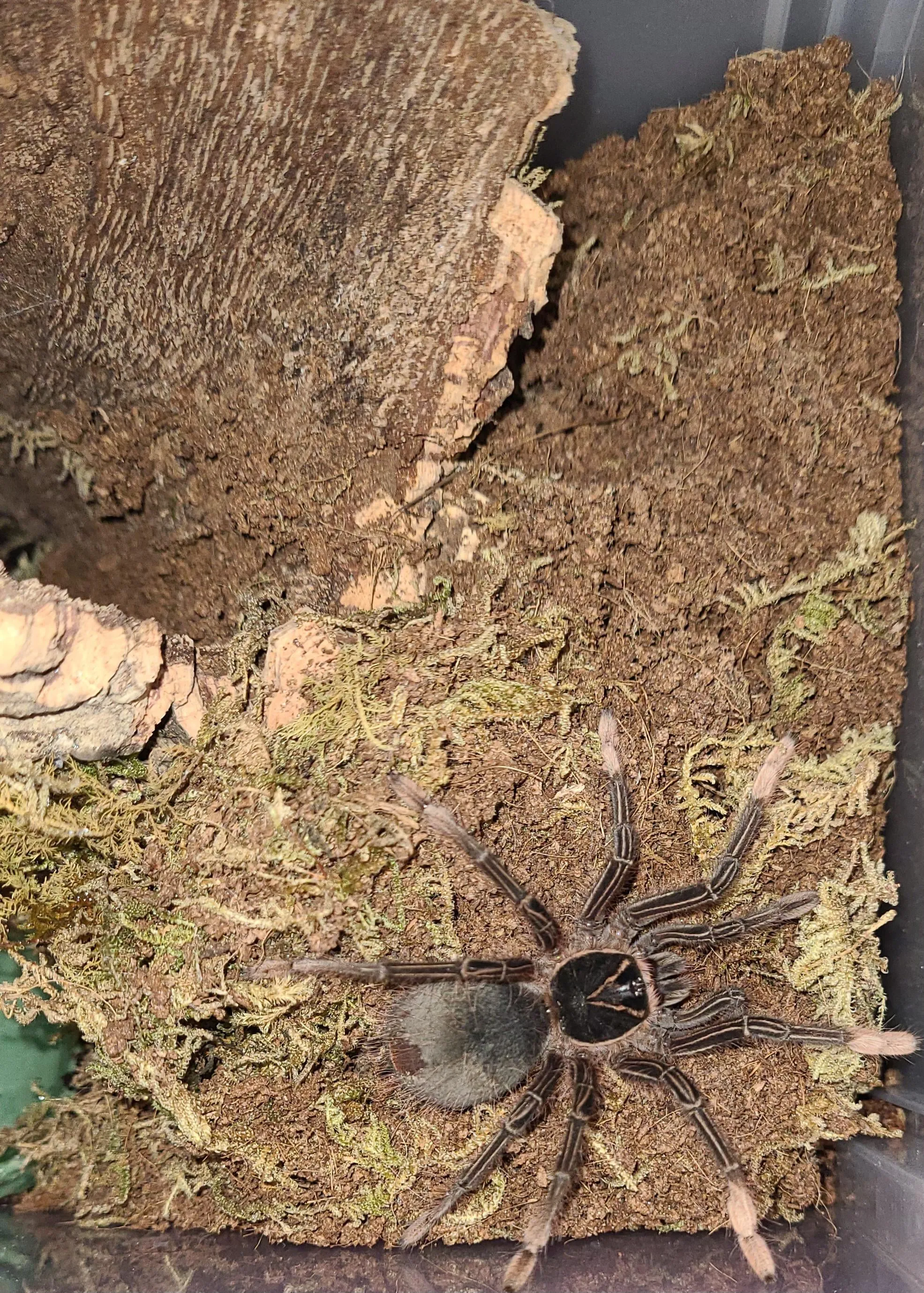 15165 tarantula handling