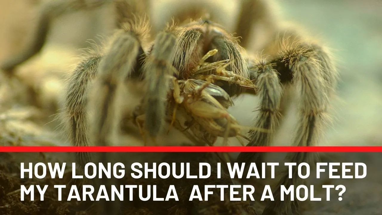 15165 tarantula hydration