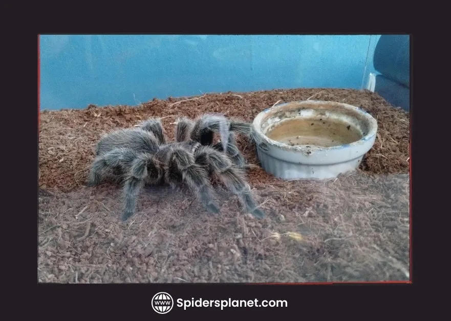 /img/15165-tarantula-vet.webp