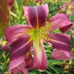 15166 daylily care watering