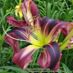 /img/15166-daylily-pests.webp
