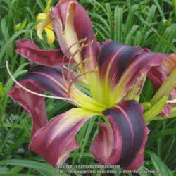 /img/15166-daylily-pests.webp