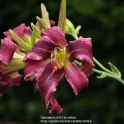 15166 online nursery daylilies