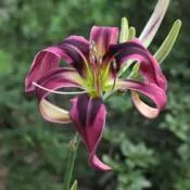 15166 purple tarantula daylily close up