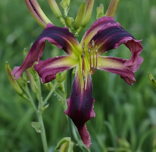 15166 purple tarantula daylily overview