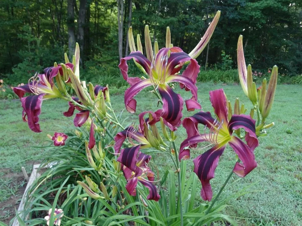 15166 variety 1 purple tarantula