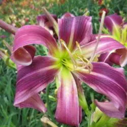 15166 variety 4 purple tarantula