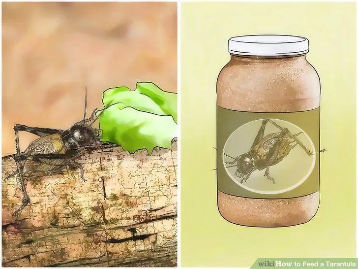 15167 tarantula eating cricket