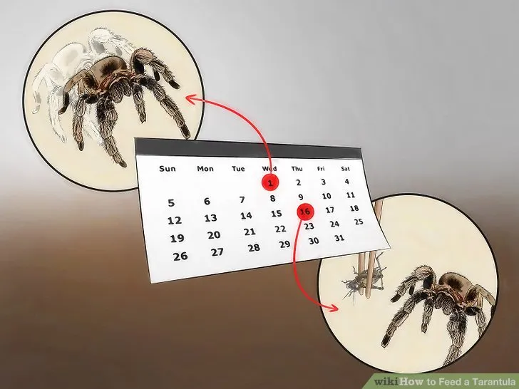 15167 tarantula feeder supplier