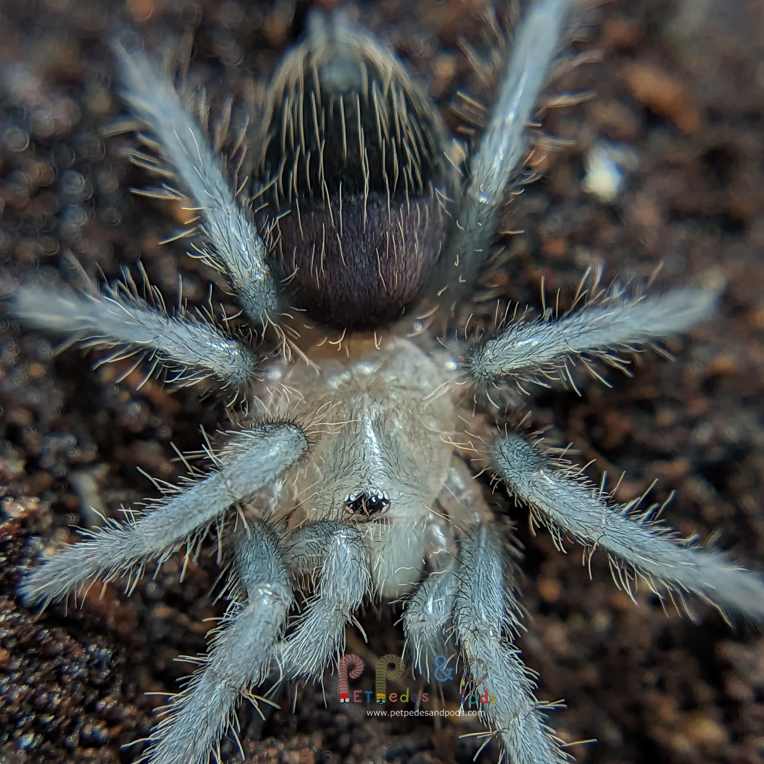 15168 rose hair tarantula sling feeding