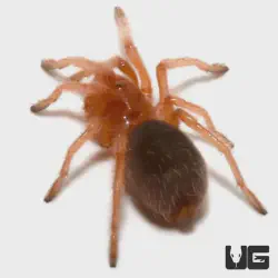 /img/15168-rose-hair-tarantula-sling-molting.webp