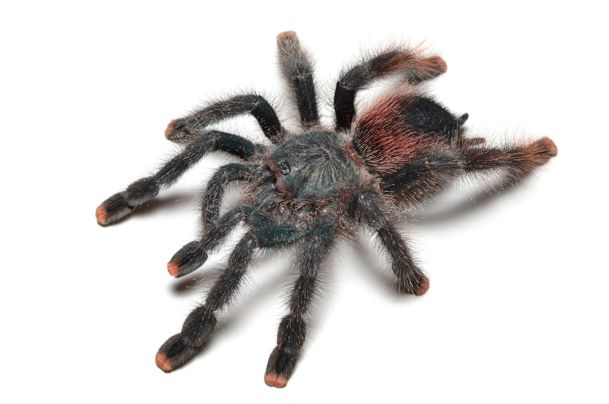 15169 pink toe tarantula urticating hairs 4