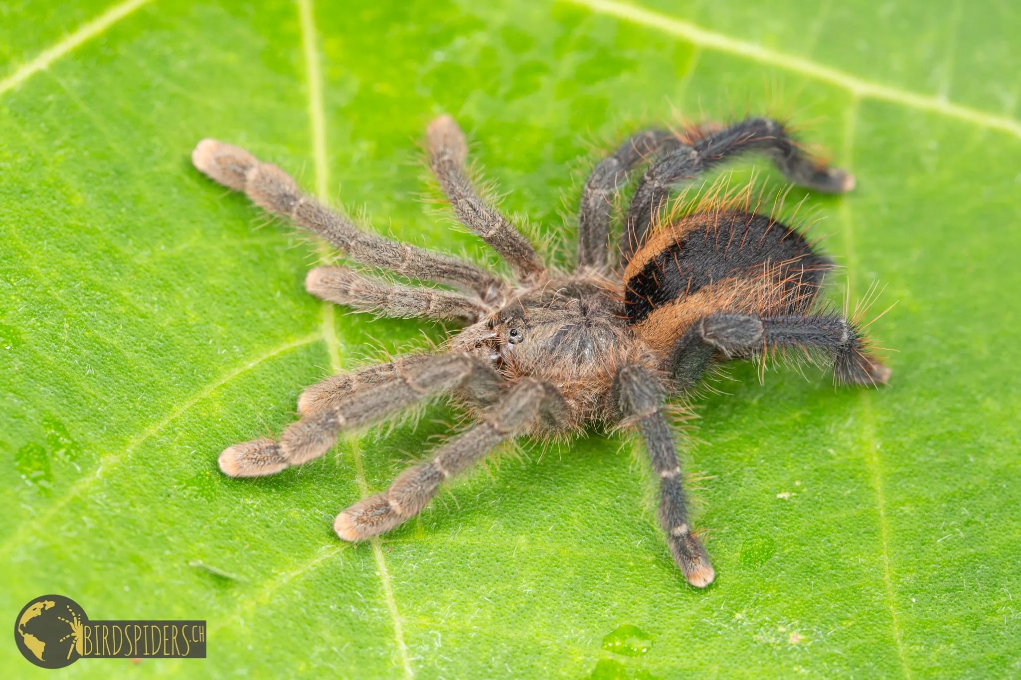 15169 pink toe tarantula urticating hairs 5