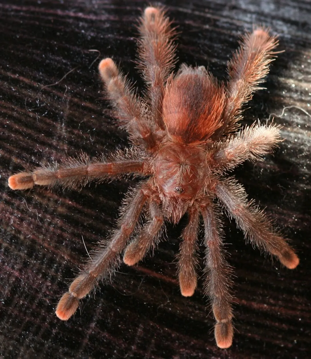 15169 pink toe tarantula urticating hairs 6