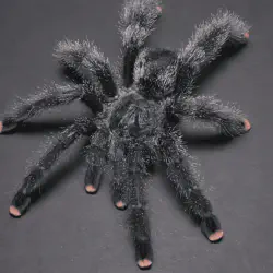 /img/15169-pink-toe-tarantula-urticating-hairs-7.webp