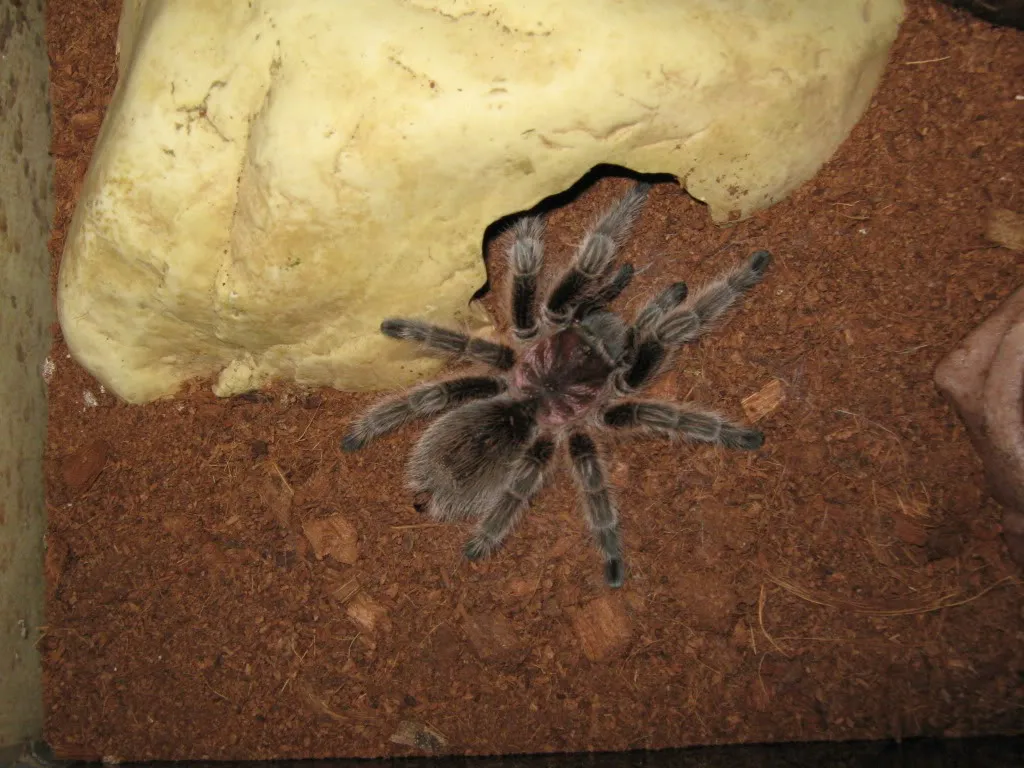 15171 chilean rose tarantula feeding