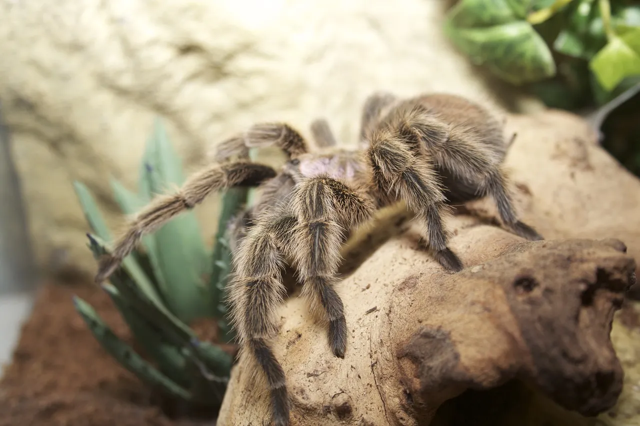 /img/15171-chilean-rose-tarantula-handling.webp